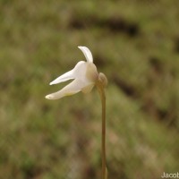 Utricularia caerulea L.